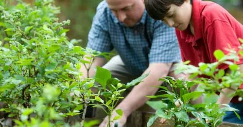Square Foot Gardening Square Foot Gardening