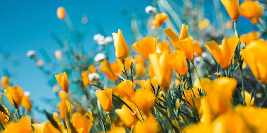 Annuals and Perennials Annuals and Perennials