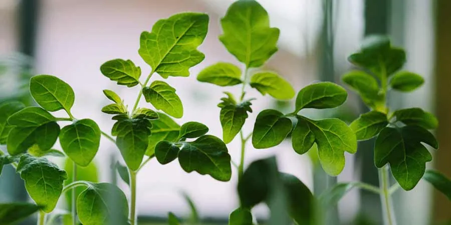 Seedlings Management Seedlings Management