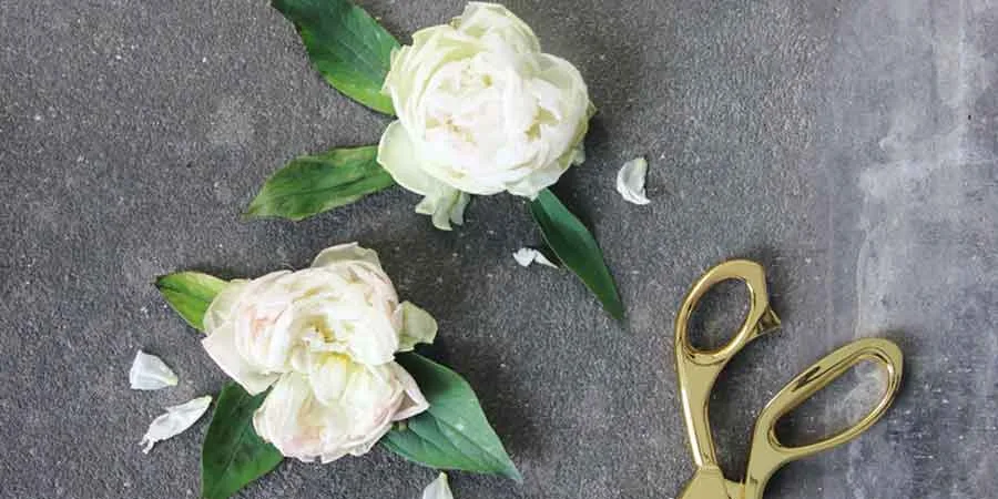Trimming Dead Blooms Trimming Dead Blooms