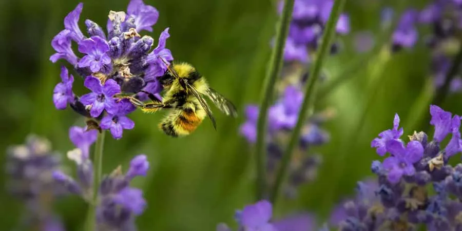 Attract Bees Attract Bees