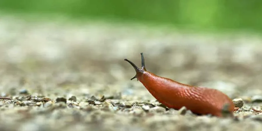 Slug Problems Slug Problems
