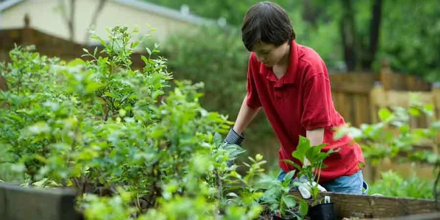Homemade Fertilizers Homemade Fertilizers