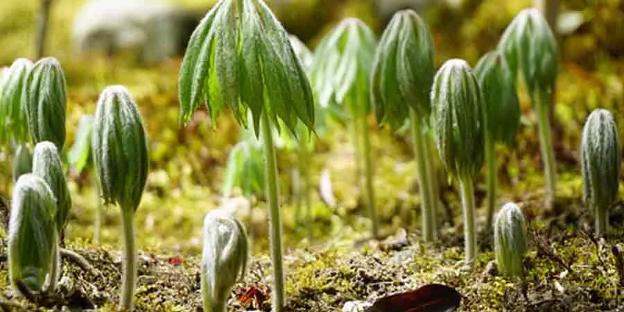 Seeds or transplants Seeds or transplants