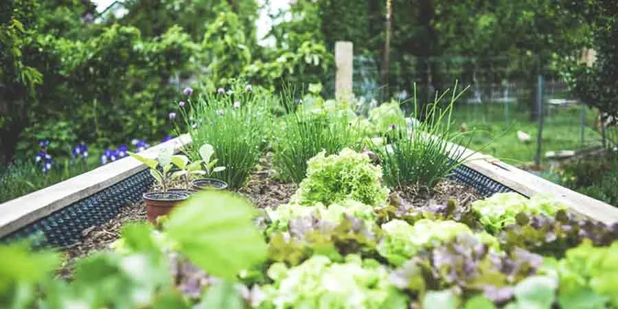 Staggering Plantings Staggering Plantings