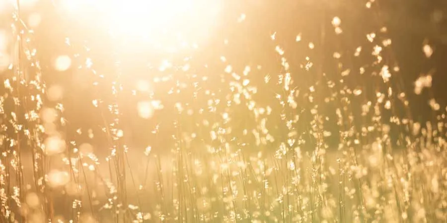 Sunlight Sunlight