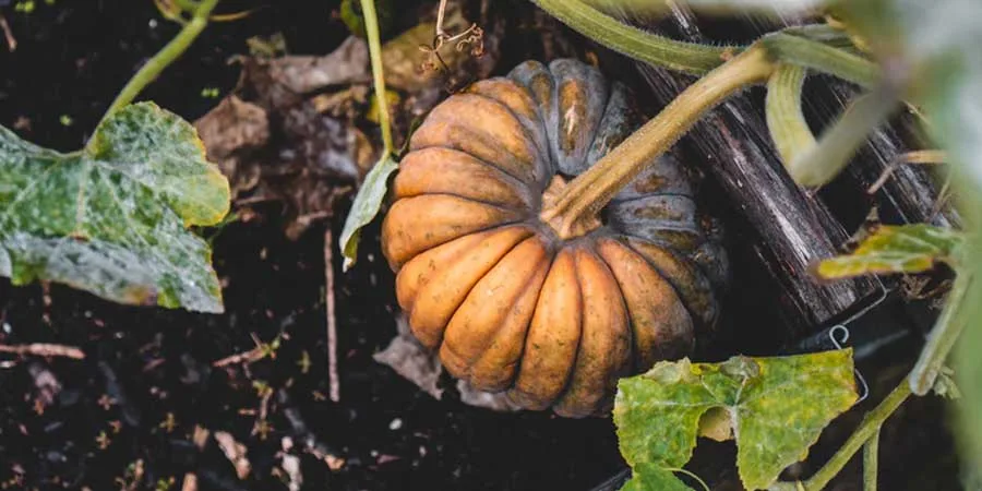 Gardening Tips For Beginners Gardening Tips For Beginners