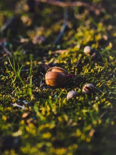 Best Grass Seed For Your Garden