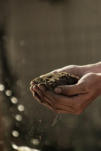 Testing Soil For Lawns