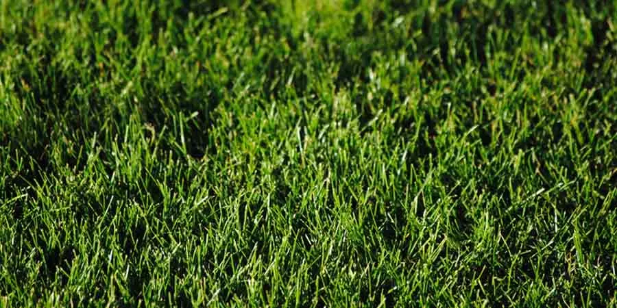 Best Grasses For Full Sun
