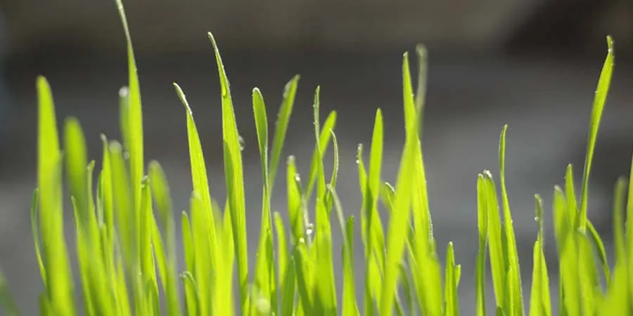Warm Weather Grass Seed