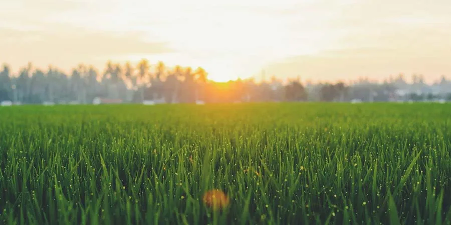 Best Grass Seed For Your Garden
