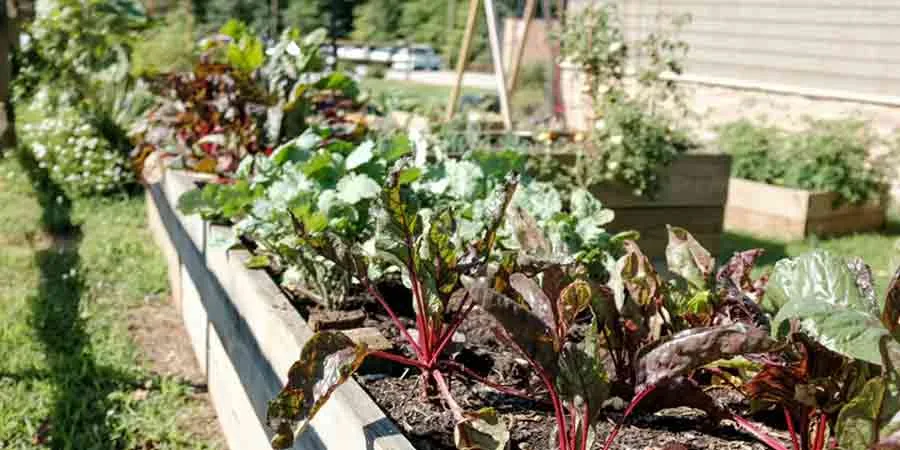 Tiny space in vegetable garden