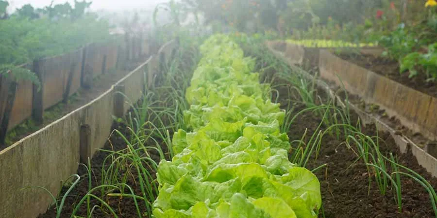 Vegetable garden location
