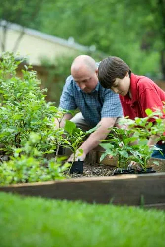 Vegetable garden layout