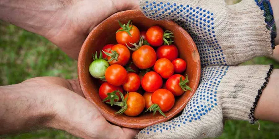 Vegetable varieties