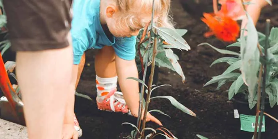 Seed vs transplants