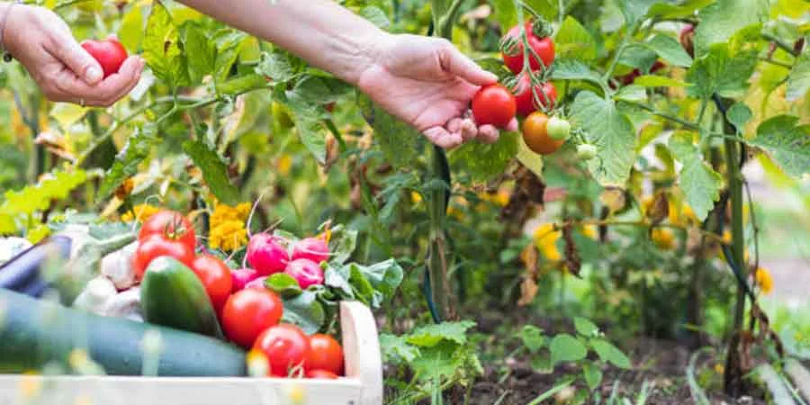 Harvesting vegetables