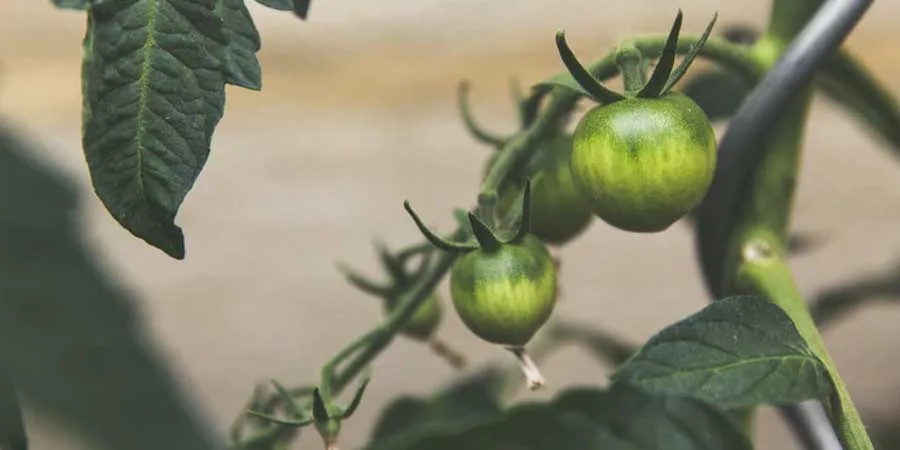 How to Start a Vegetable Garden