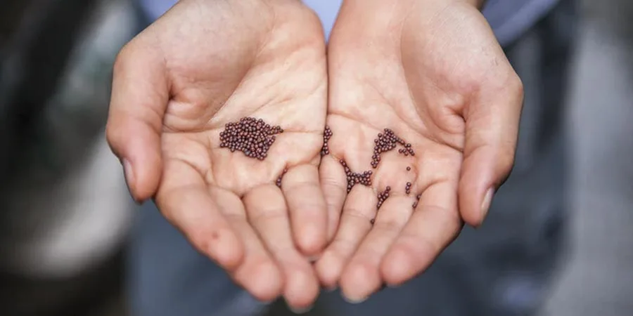 Choose the right seed Choose the right seed