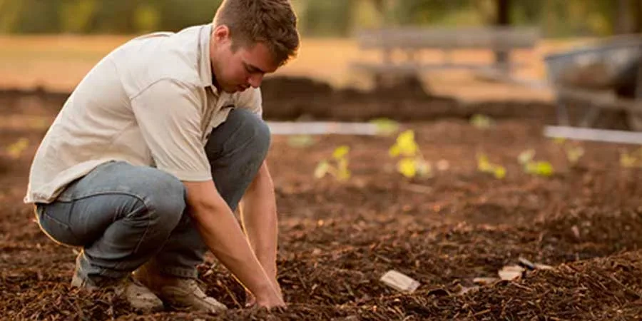 Seed and feed Seed and feed