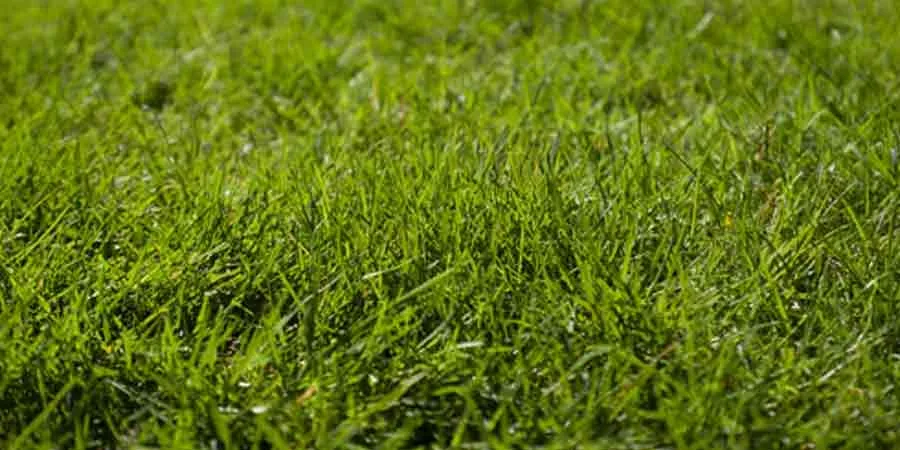 How to Grow Grass Fast How to Grow Grass Fast