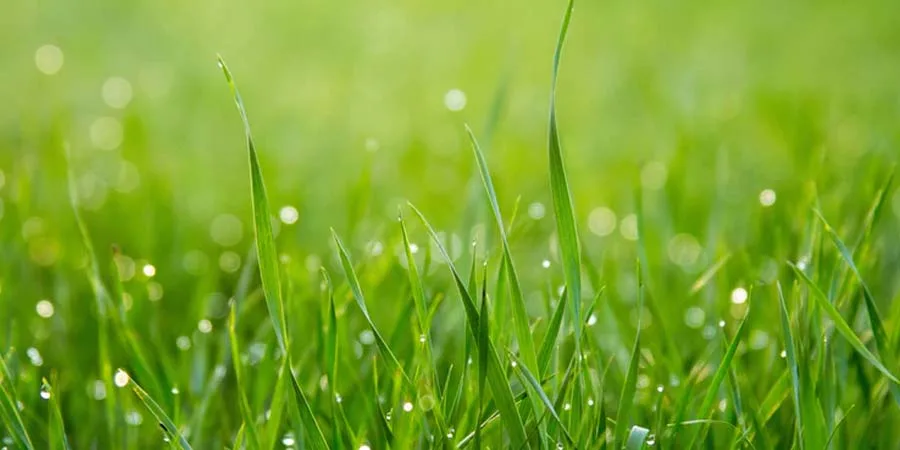 Lawn soil nourishment