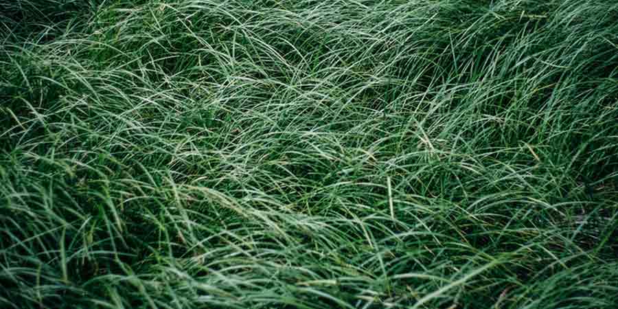 Types Of Popular Grasses