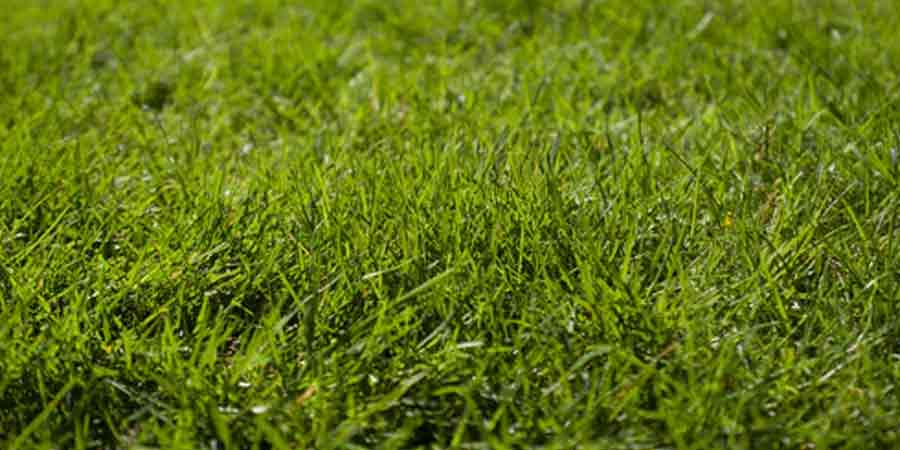 How to Grow Grass Fast