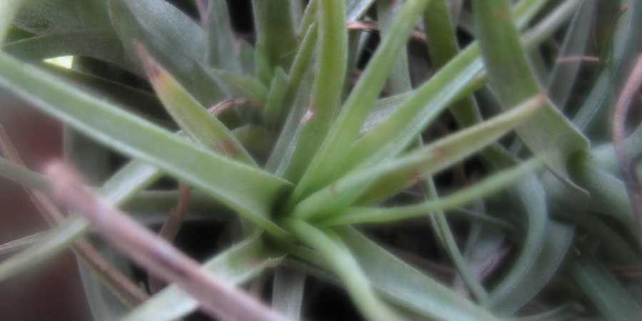 Why air plants keep dying
