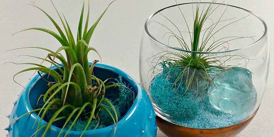 How to feed air plants
