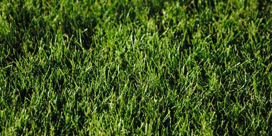 Lawn herbicide & fertilizer 